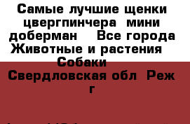 Самые лучшие щенки цвергпинчера (мини доберман) - Все города Животные и растения » Собаки   . Свердловская обл.,Реж г.